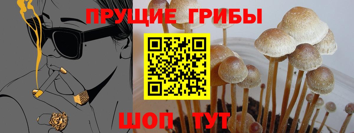 Псилоцибиновые грибы Psilocybe  Вход с VPN  Тихвин 
